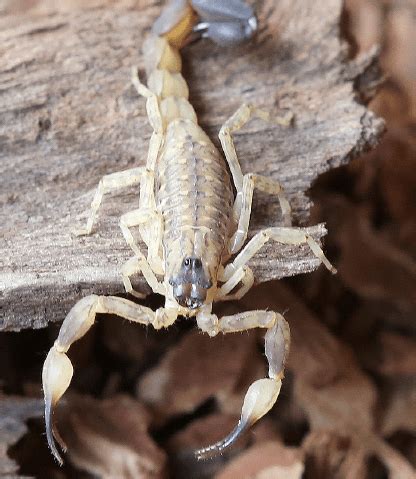 brown scorpion philippines|The Swimming Scorpion: Lychas mucronatus (Chinese swimming .